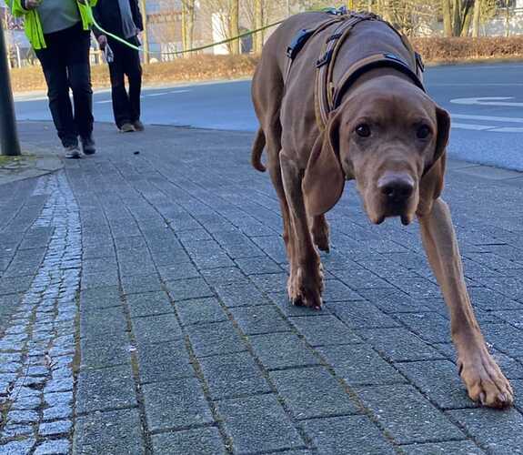 Niko Trailen Retriever