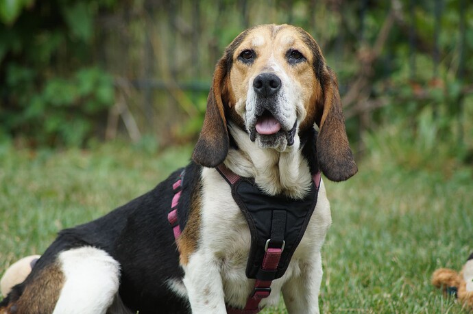 Tilly Beagle ProRetriever
