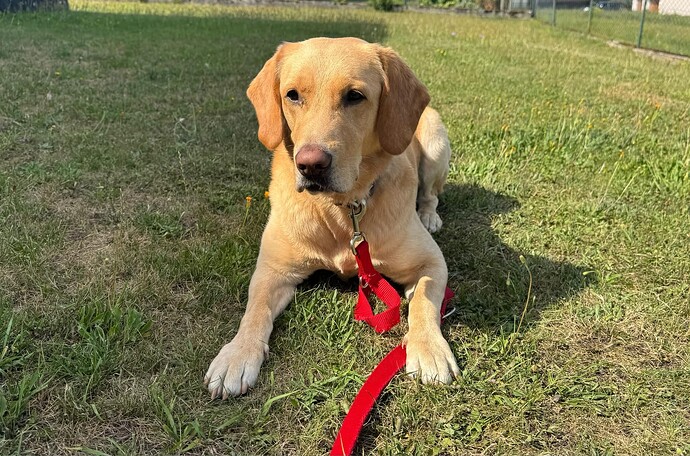 Timo Labrador ProRetriever