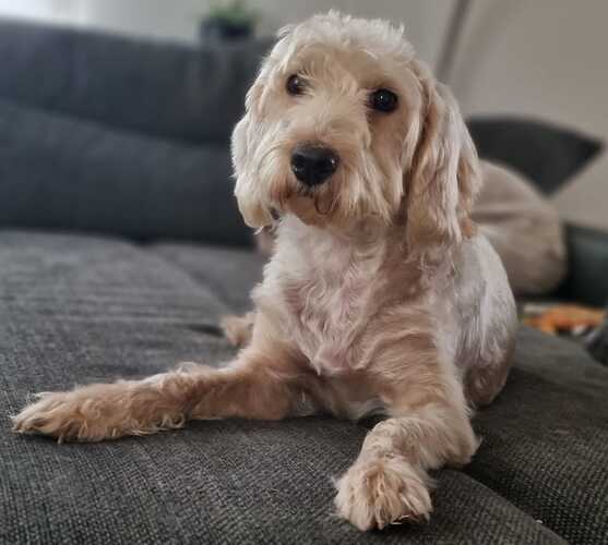 Ivy - Doodle - ProRetriever e.V.
