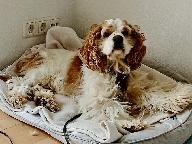 Honey-American Cockerspaniel-ProRetriever