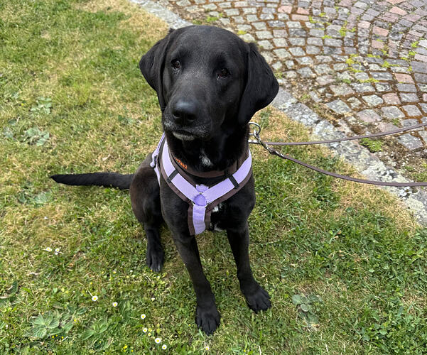 Mira - Ridgeback-Mischling - ProRetriever