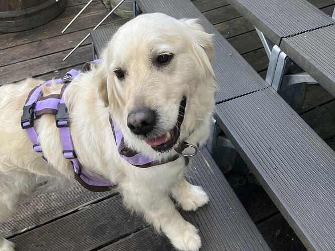 Yuka-GoldenRetriever-ProRetriever