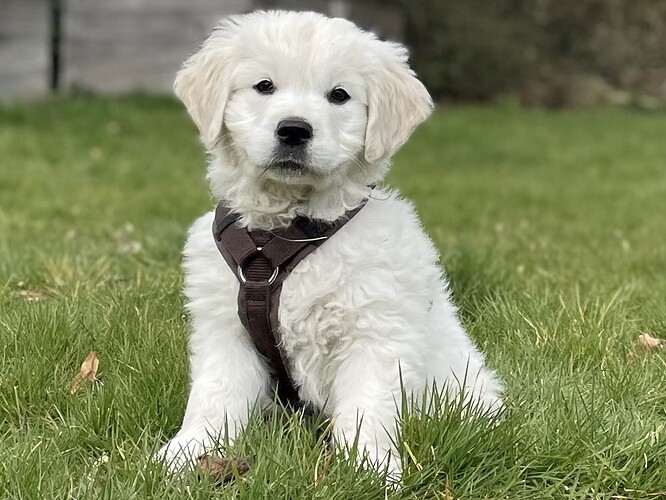 Wilma - Golden Retriever - ProRetriever