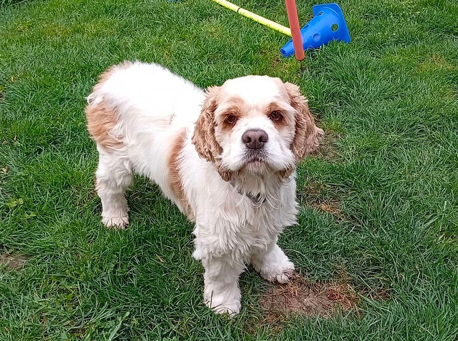 Honey-American Cockerspaniel-ProRetriever