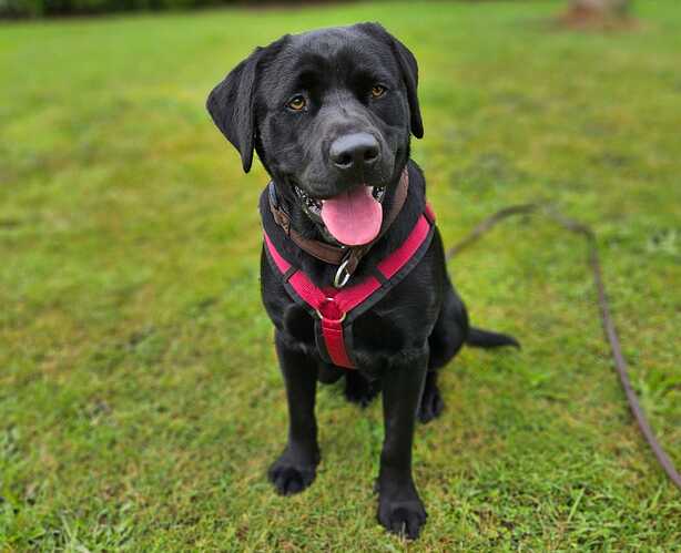 Alwin ProRetriever Labrador Retriever