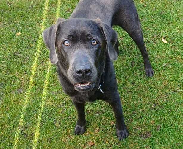 Aron Labrador Retriever - ProRetriever