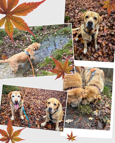 Orange White and Brown Collage Autumn Memories Instagram Post