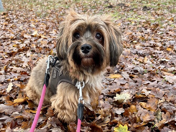 Yara-Havaneser-ProRetriever