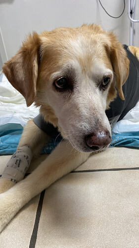 1AEA028B-346D-498B-A4A3-313ECDD0F973