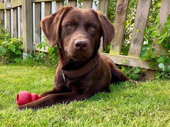 Kong statt Gartenschuh