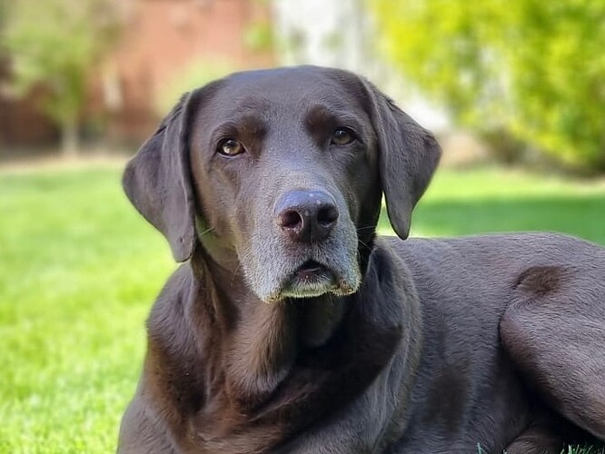 Bruno ProRetriever 2025