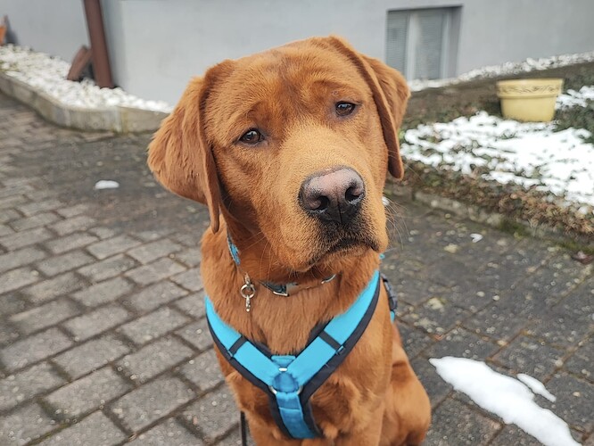 Boomer-Labrador-Retriever-ProRetriever_e._V