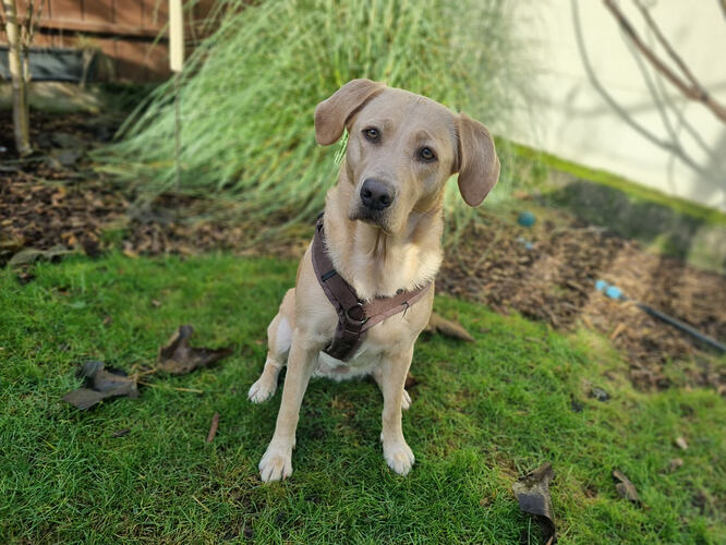 Yuna, Labrador Retriever, ProRetriever