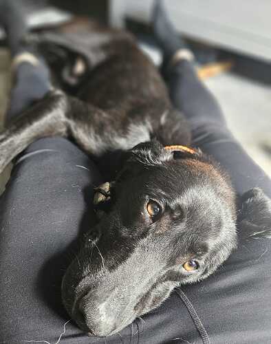 Lenny Kuscheln ProRetriever