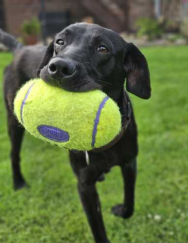 Lenny Ball