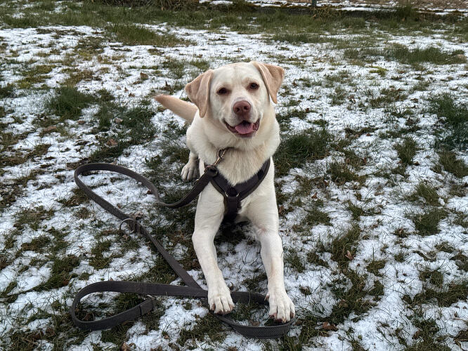 Lucy - ProRetriever e.V.