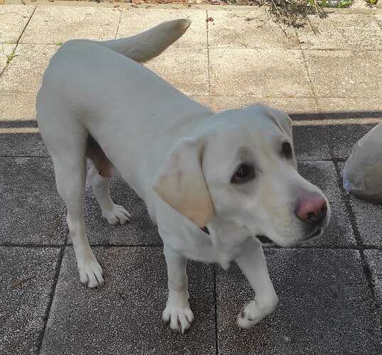 Blanka - proretriever - tierschutz - labrador