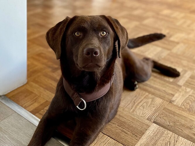 Pepper_ProRetriever