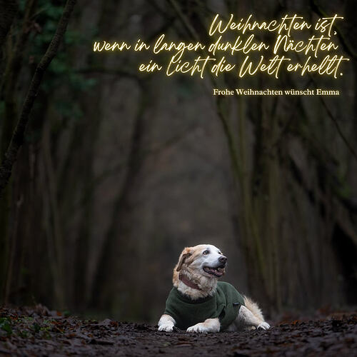 Gold and Red Elegant Merry Christmas Instagram Post-2