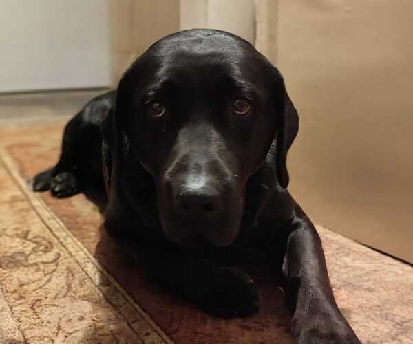 Tova - Labrador Retriever - ProRetriever