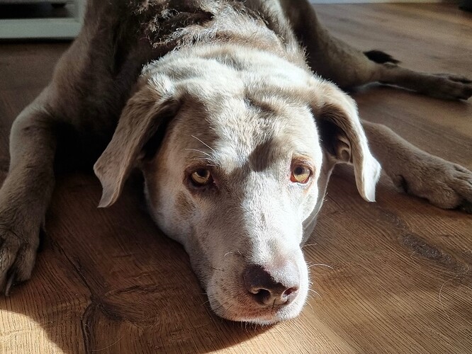Emma ProRetriever