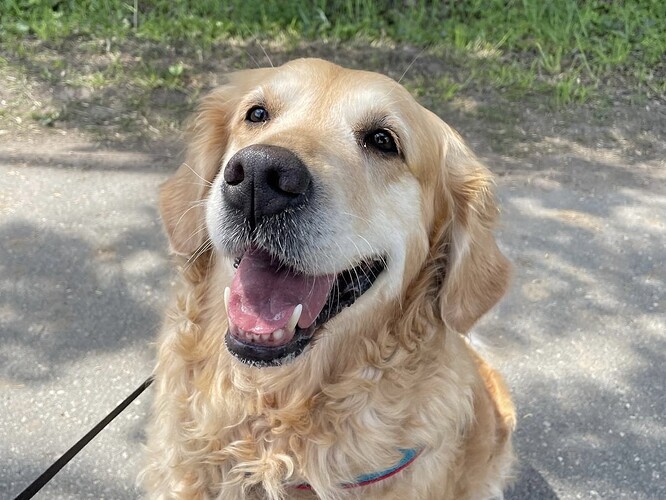 Trixie-Golden Retriever- ProRetriever