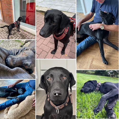 Lenny-LabradorRetriever-ProRetriever