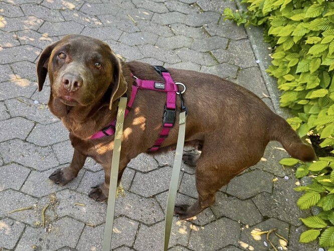 Candy-Labrador Retriever-ProRetriever