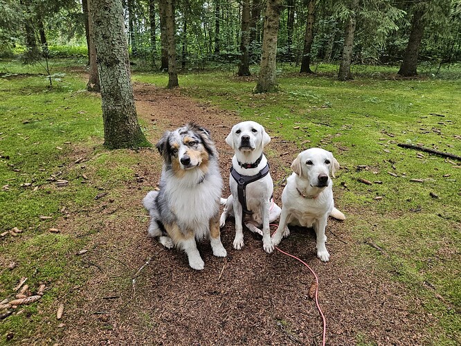 Dreier Team ProRetriever