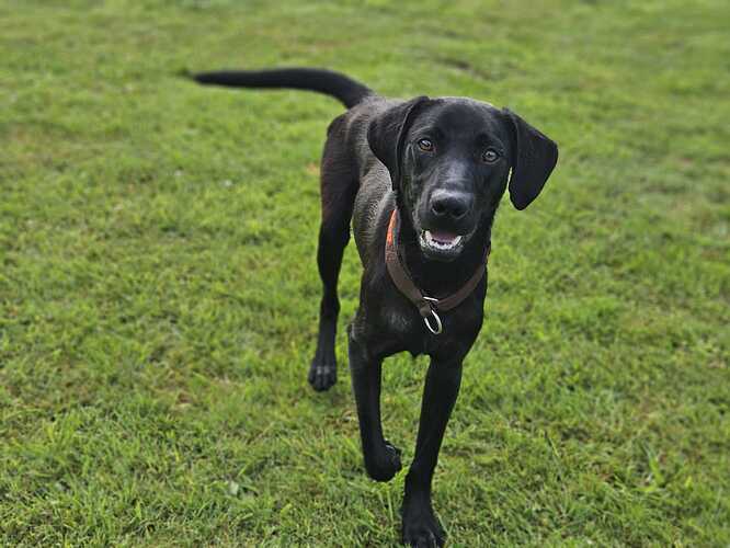 Lenny ProRetriever Labrador