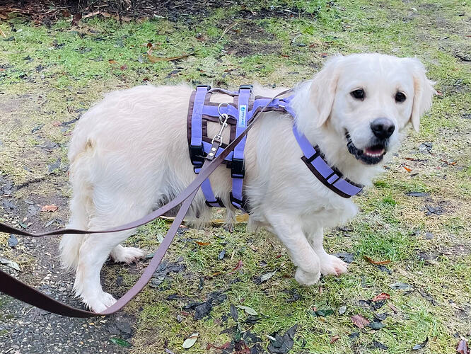 Auri-Golden Retriever-ProRetriever