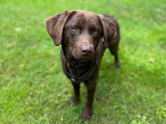 Pepper-ProRetriever