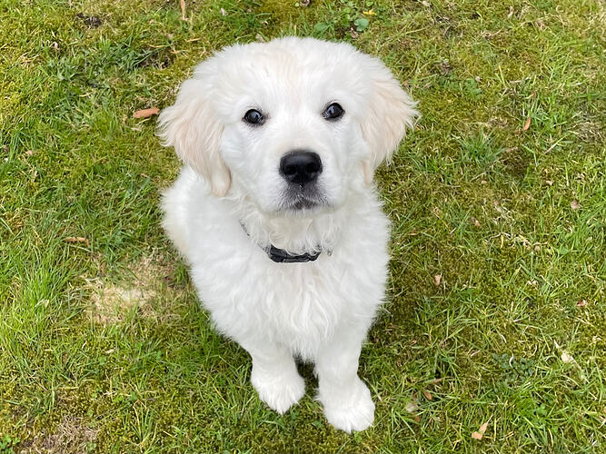 Wilma-Golden Retriever-ProRetriever
