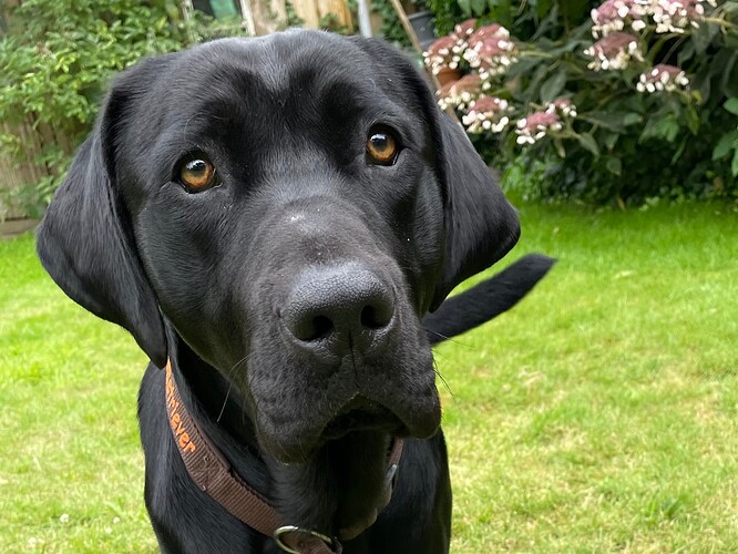 Dexter-ProRetriever