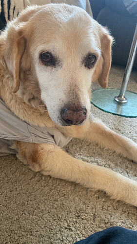 4C4C3136-8639-4E6B-9C8C-A8AD31A1A4A5