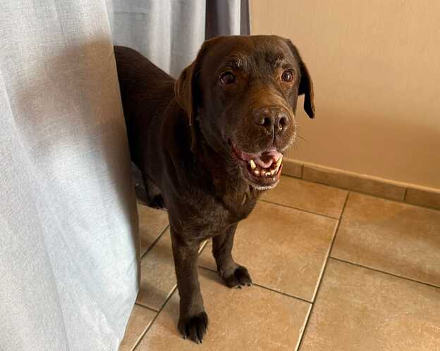 Nala - Labrador Retriever - ProRetriever
