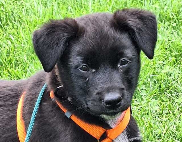 Pepsie ProRetriever
