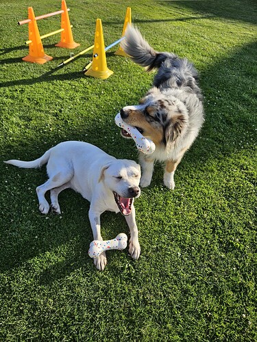 Nuri & Yoko proretriever1 02.07.2025