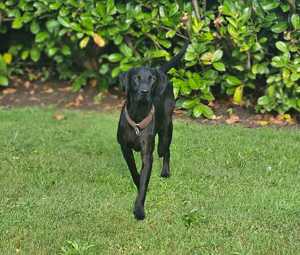 Lenny ProRetriever