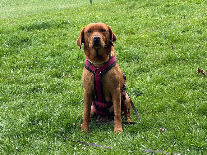Queenie - Labrador Retriever - ProRetriever - Tierschutz