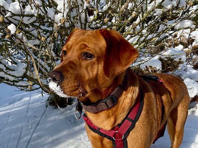 Ruby-Labrador Retriever-ProRetriever