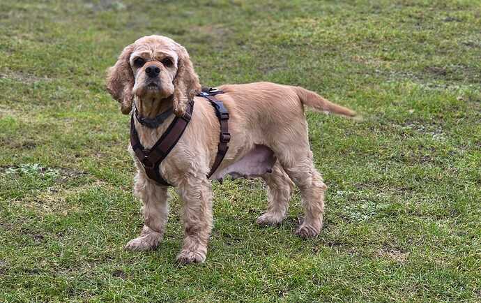 Coco - Amercian Cocker Spaniel - ProRetriever