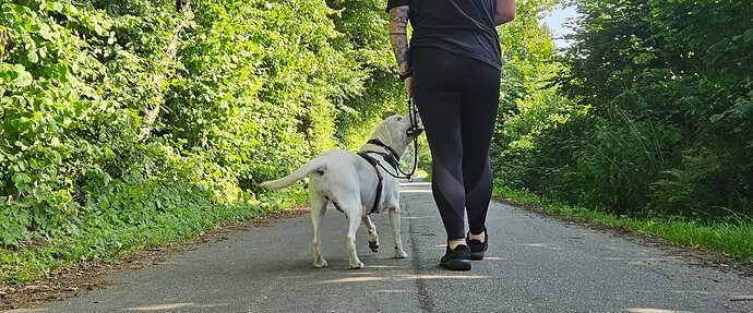 Nuri Spaziergang alleine ProRetriever