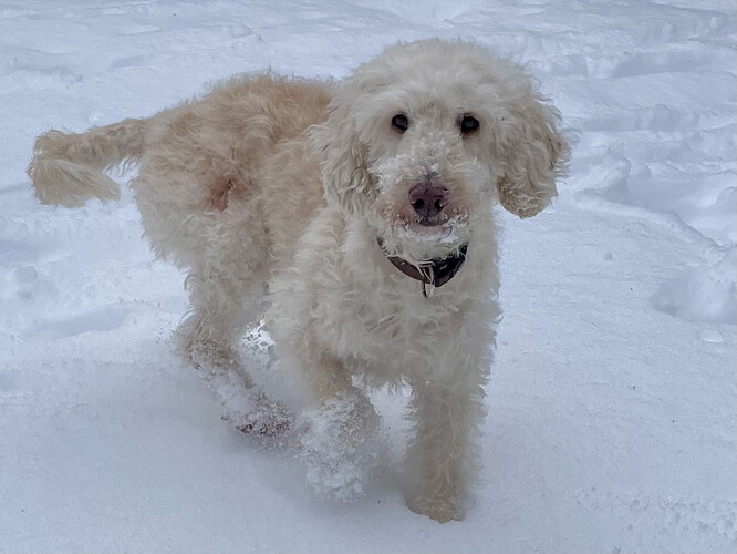 Romy-Medium-Doodle-ProRetriever