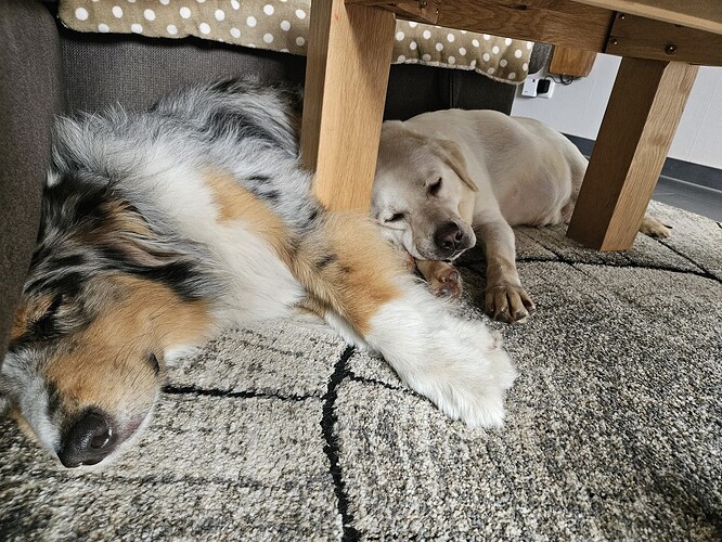 Yoko+Feli PRO RETRIEVER