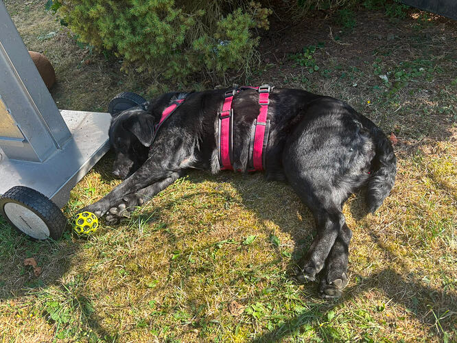 Lola 20