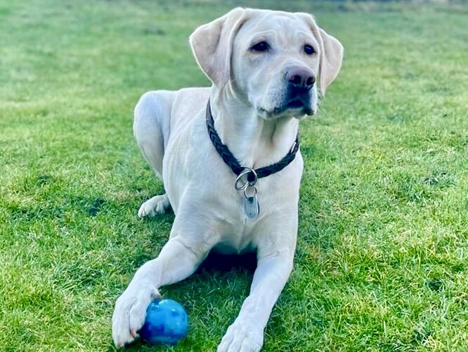 Lilli-Labrador Retriever ProRetriever