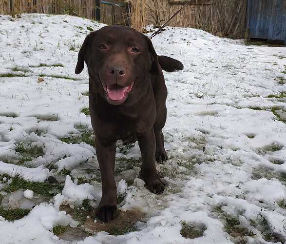 Tula - Labrador Retriever - ProRetriever eV