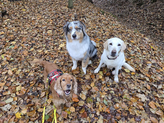 Zora ProRetriever 12jpg